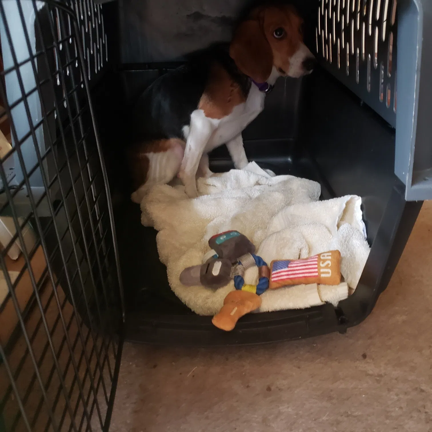 Lost dog in Elgin, IL, 60123