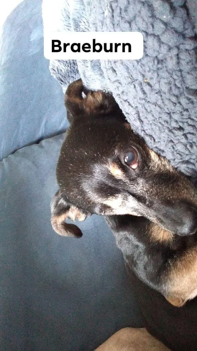 Lost dog in San Francisco, CA, 94114