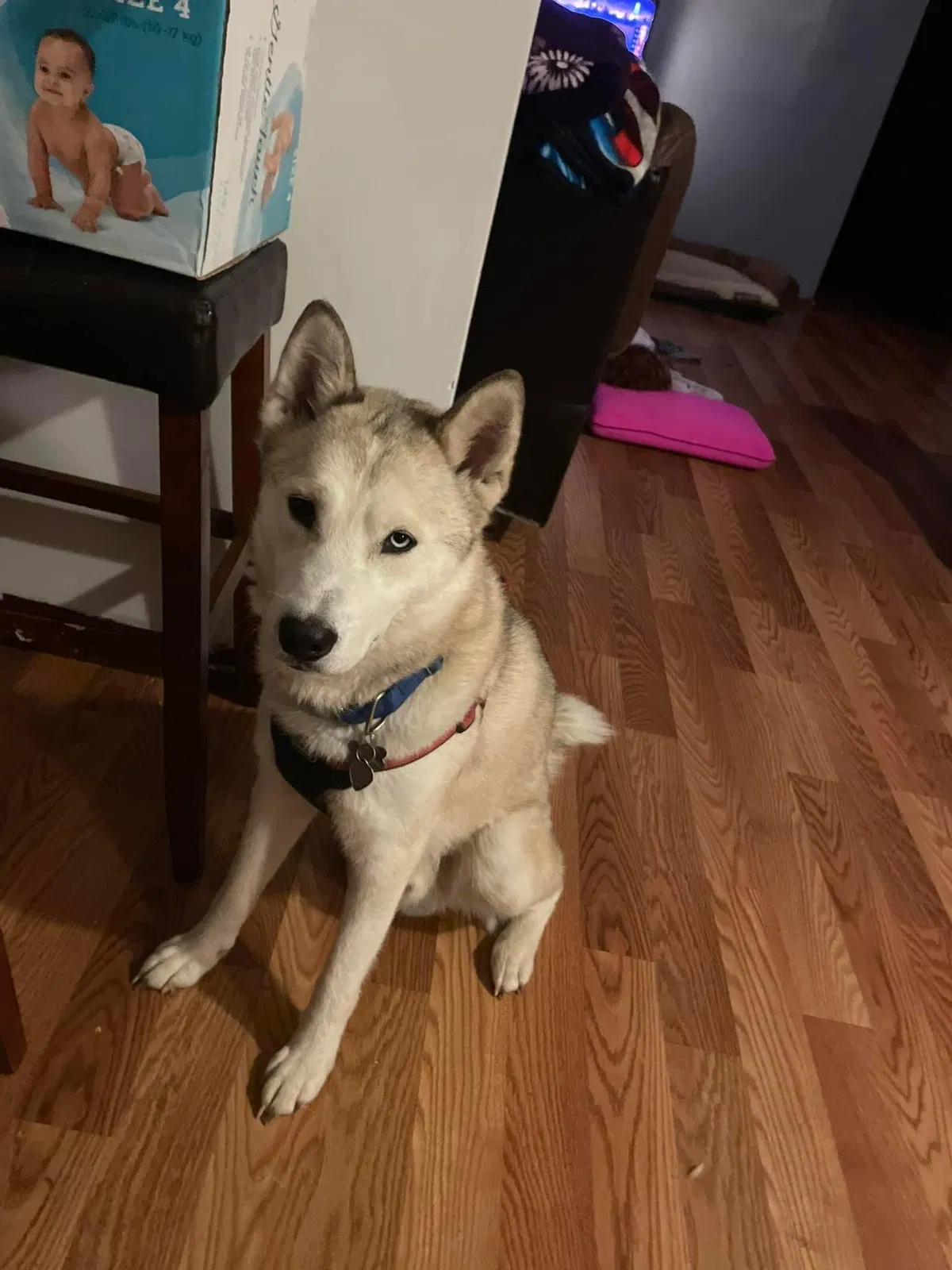 Lost dog in Frankston, TX, 75763