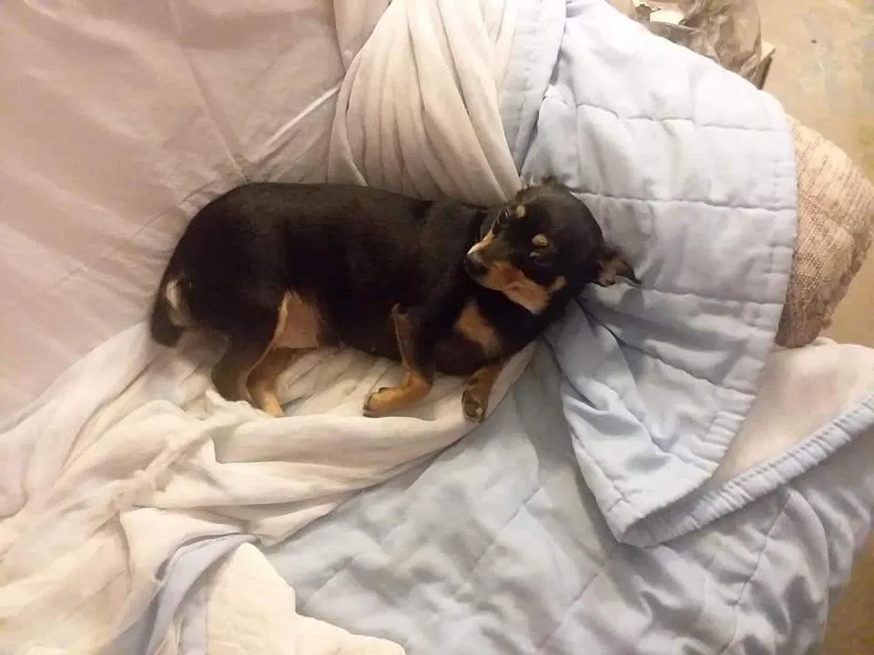 Lost dog in Port Saint Lucie, FL, 34953