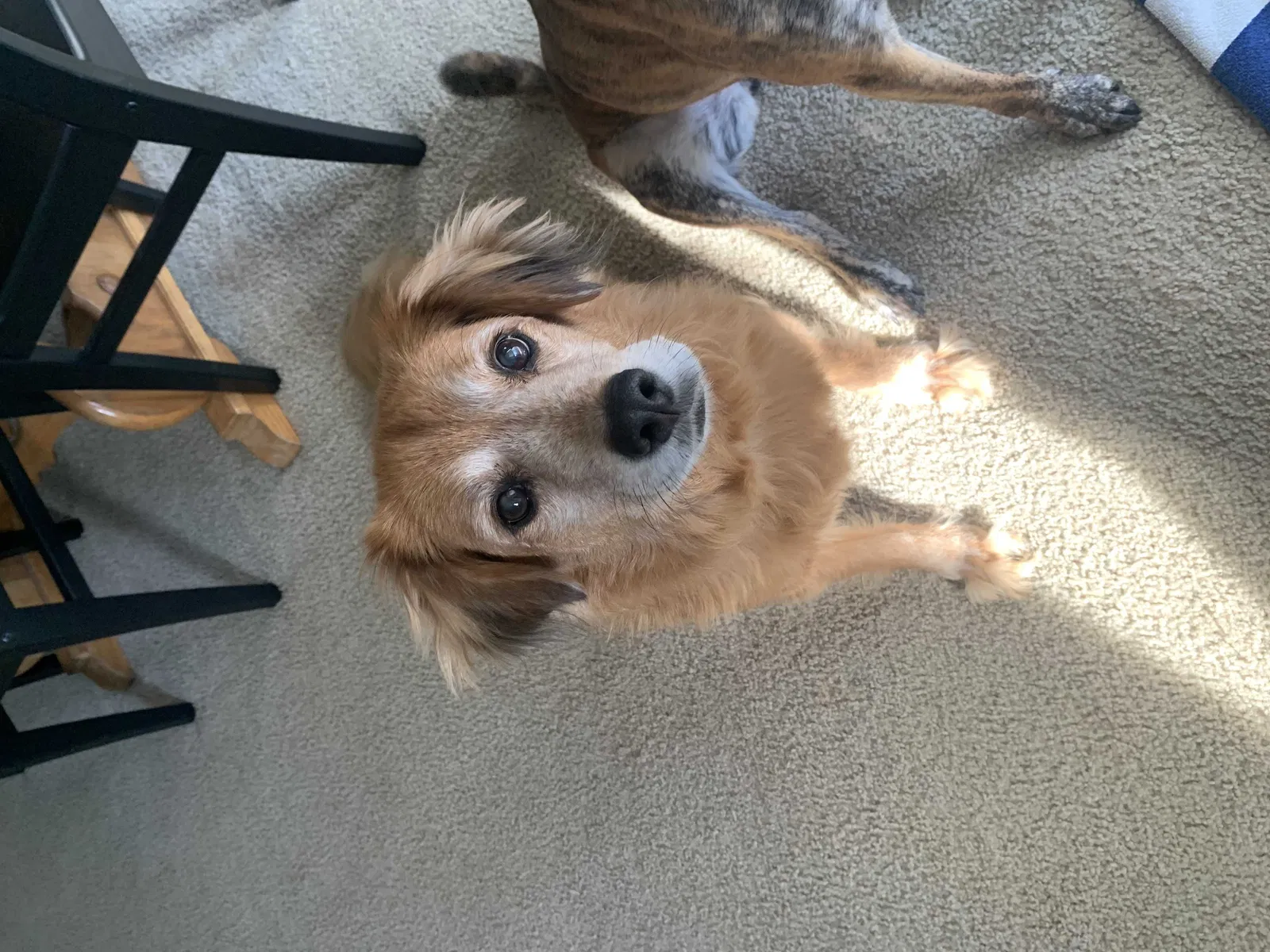 Lost dog in Blanchester, OH, 45107
