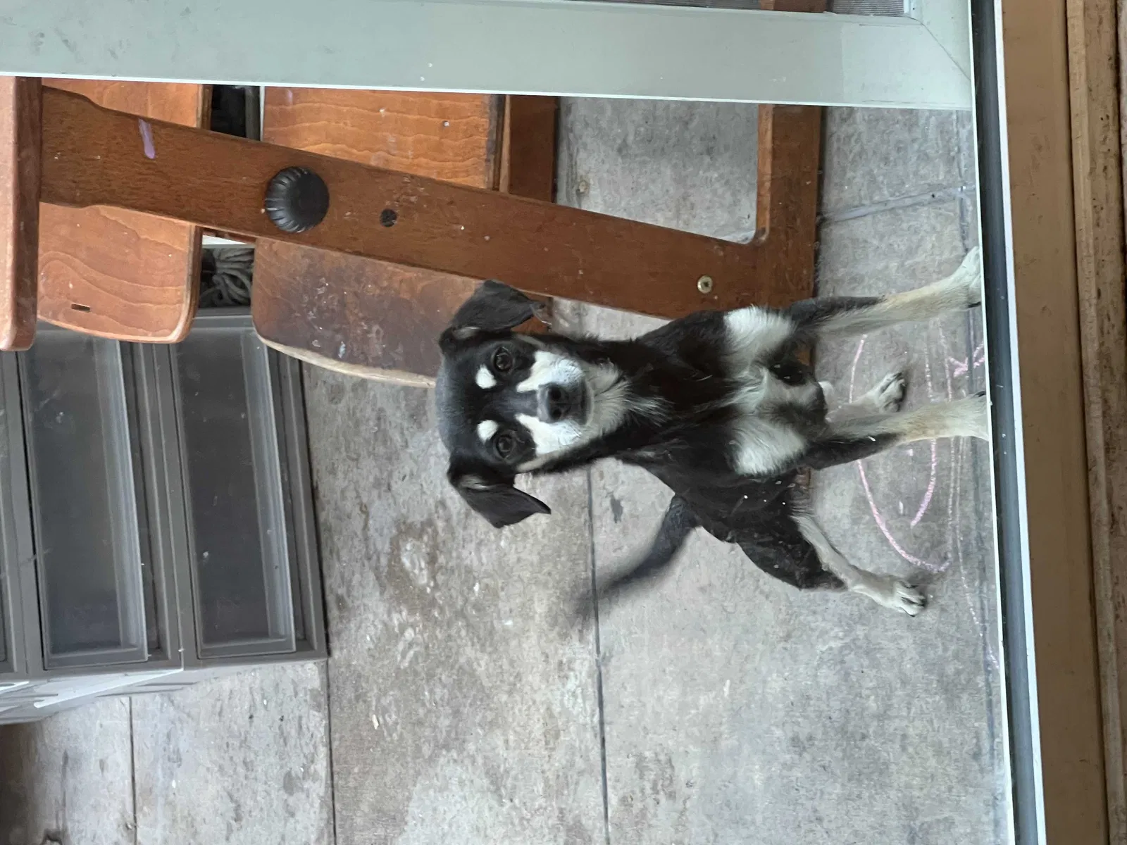 Lost dog in Las Vegas, NV, 89102