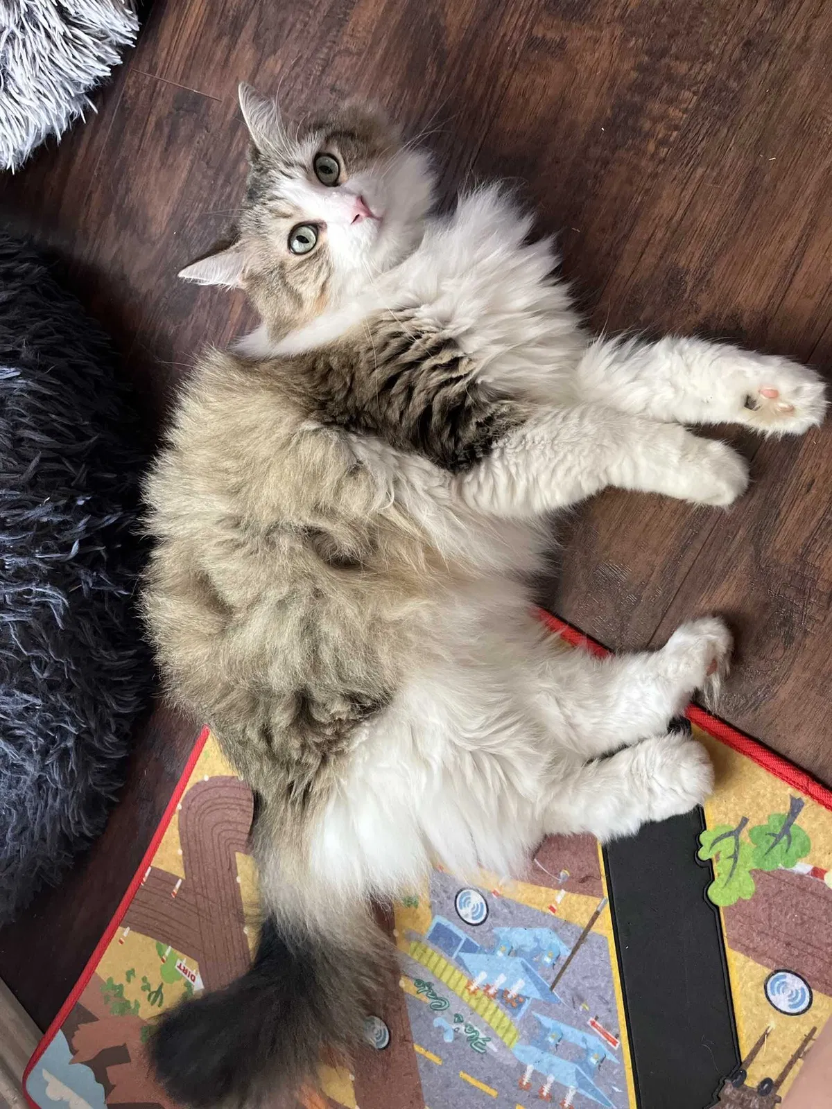 Lost cat in Denton, TX, 76207