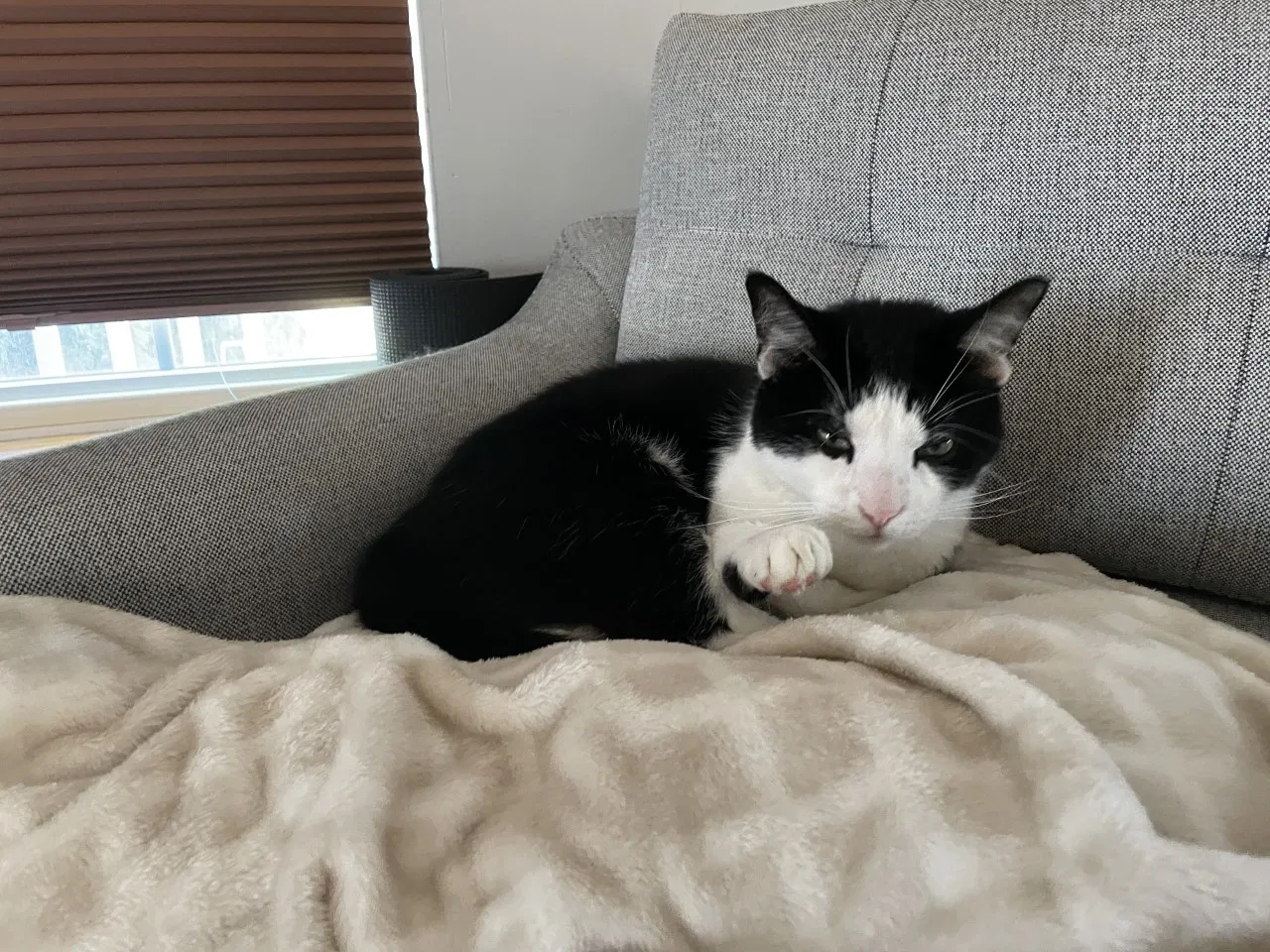 Lost cat in Howell, MI, 48855