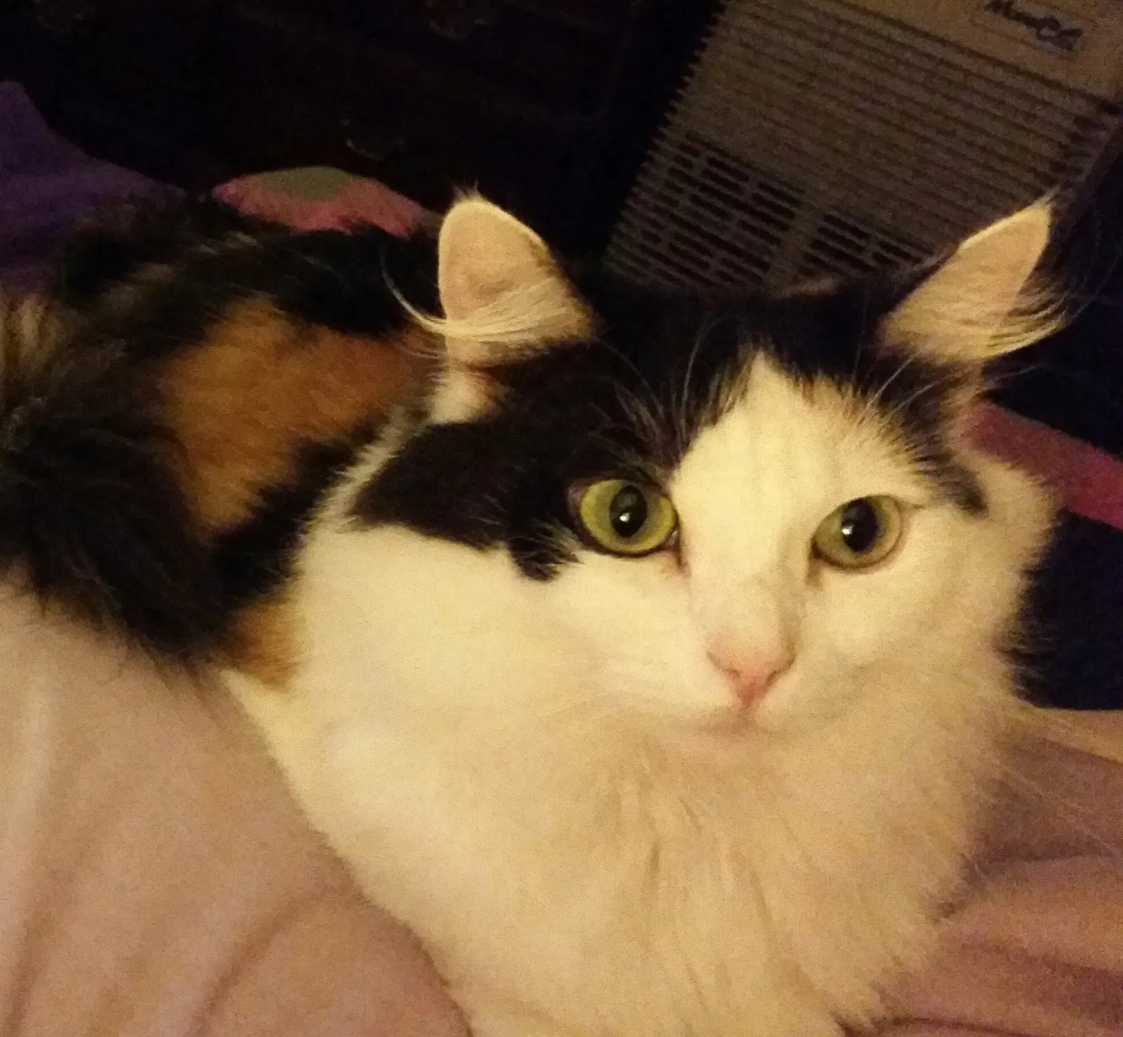 Lost cat in Victorville, CA, 92395