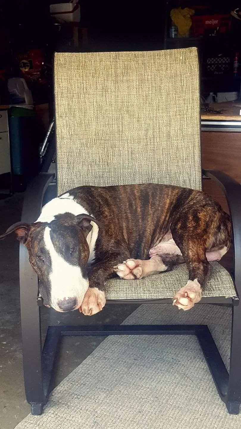 Lost dog in Croswell, MI, 48422