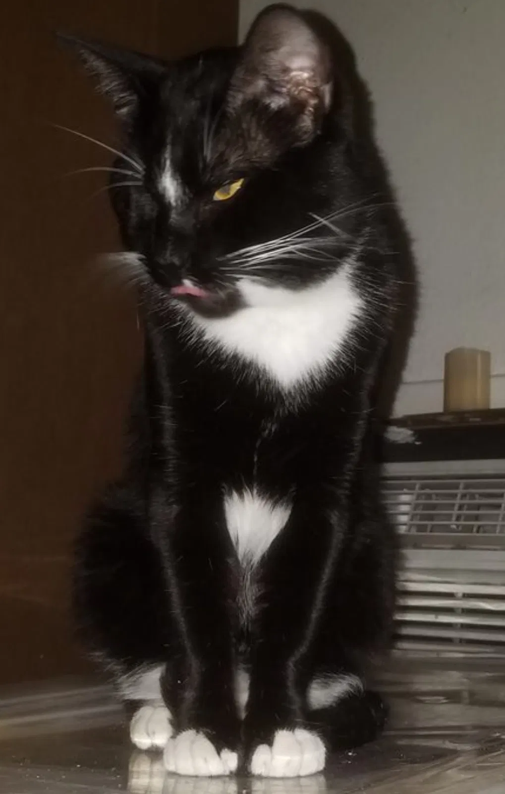 Lost cat in Wolfforth, TX, 79382