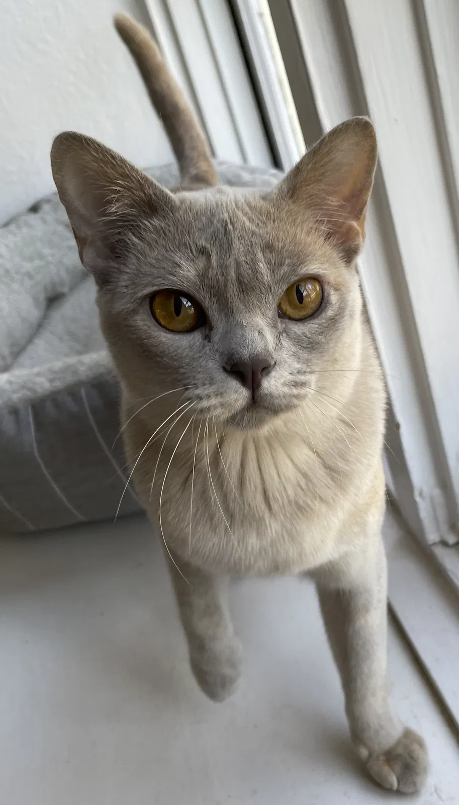Lost cat in Elkins Park, PA, 19027