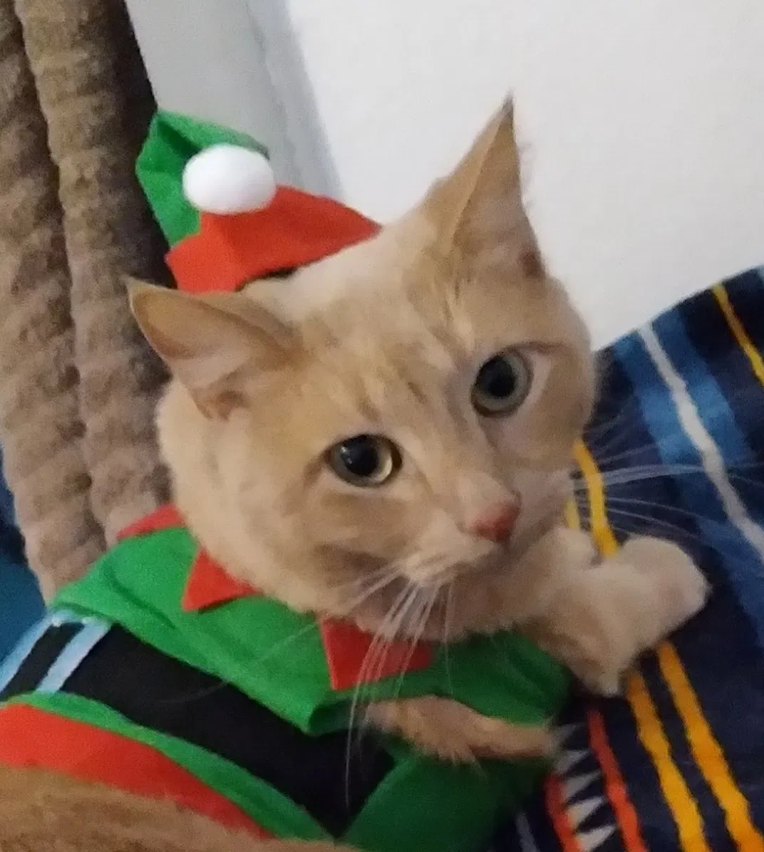 Lost cat in Richmond, OH, 43944