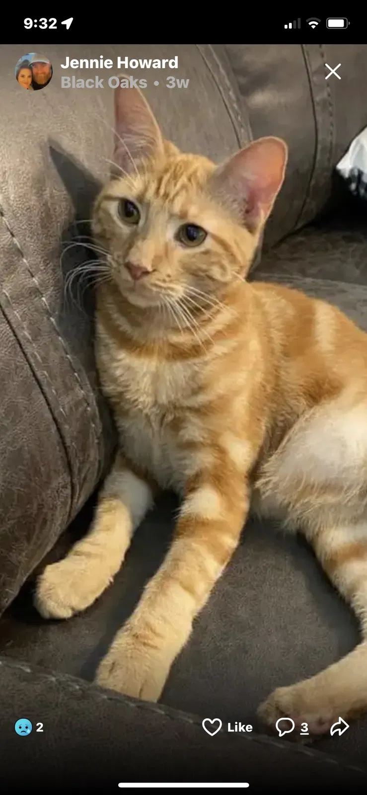 Lost cat in Magnolia, TX, 77354