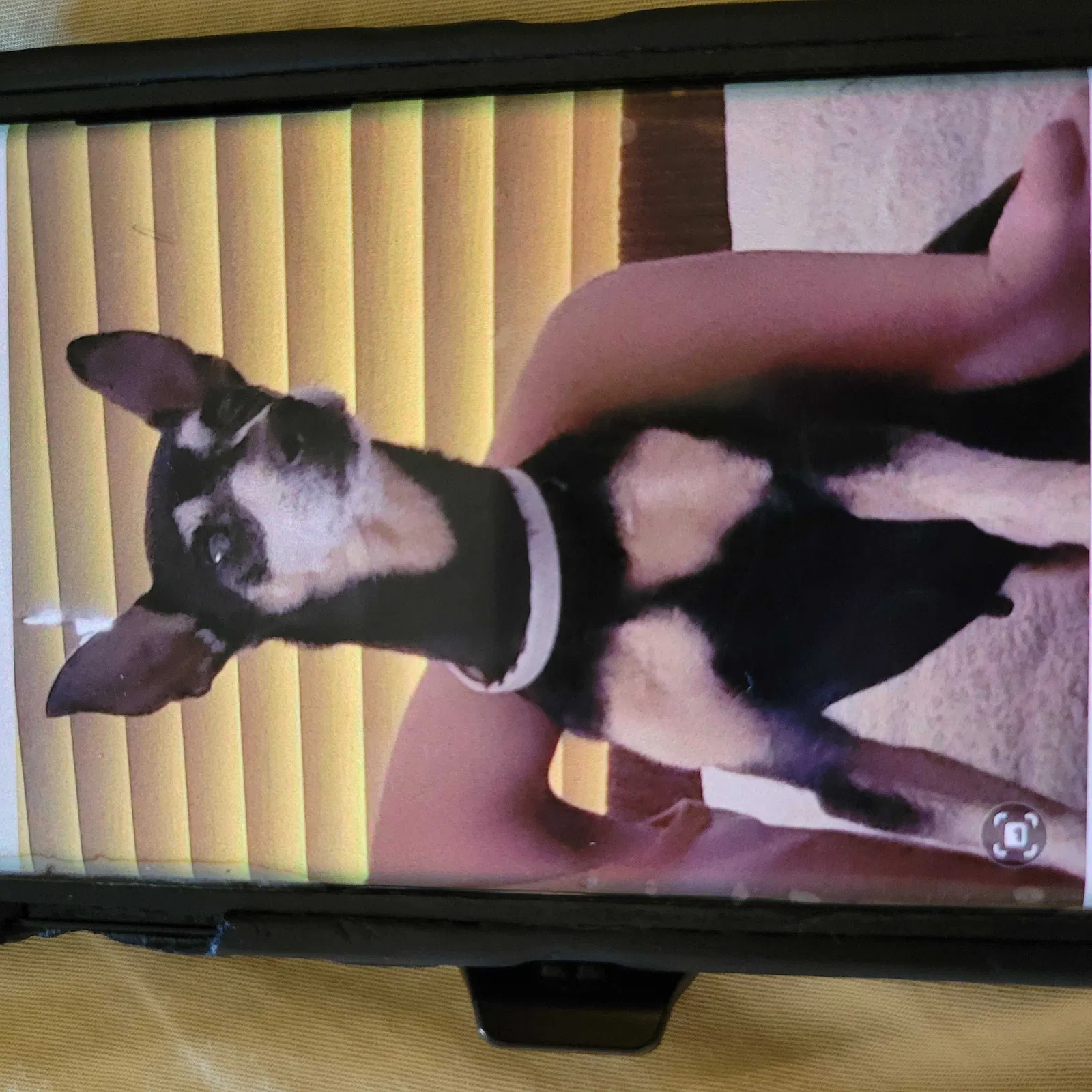 Lost dog in West Covina, CA, 91790
