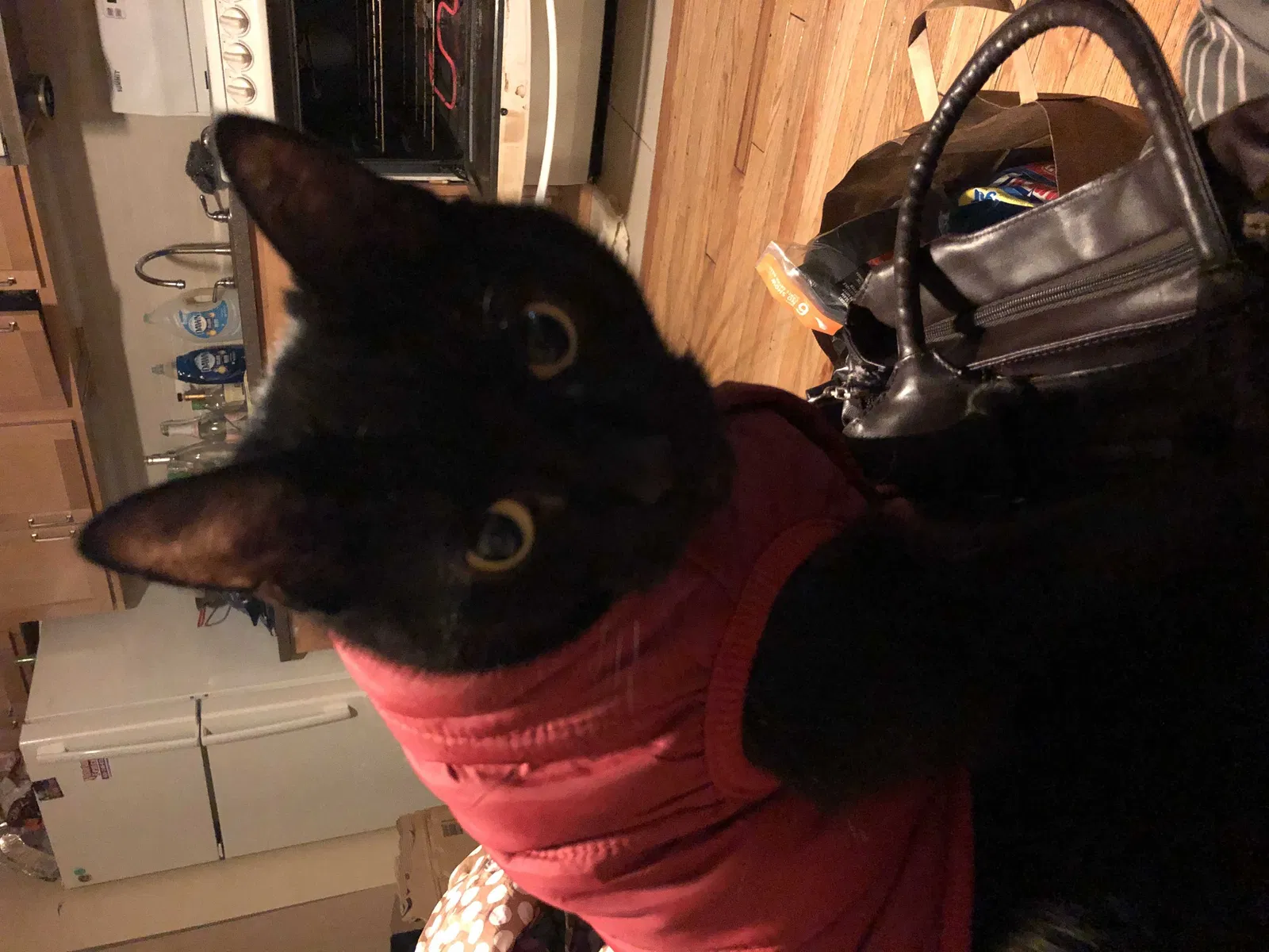 Lost cat in New Castle, DE, 19720