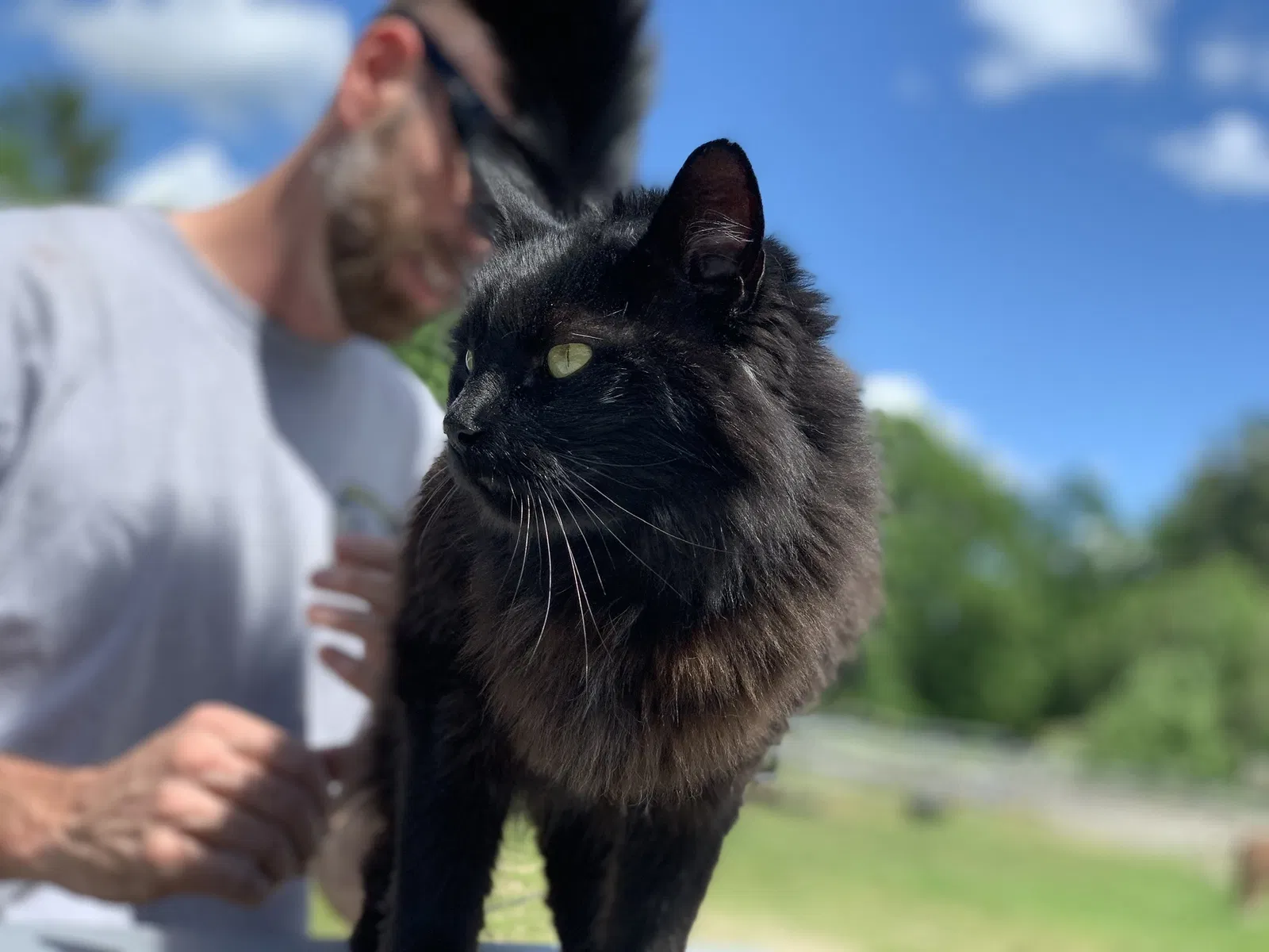 Lost cat in Sanbornville, NH, 3872