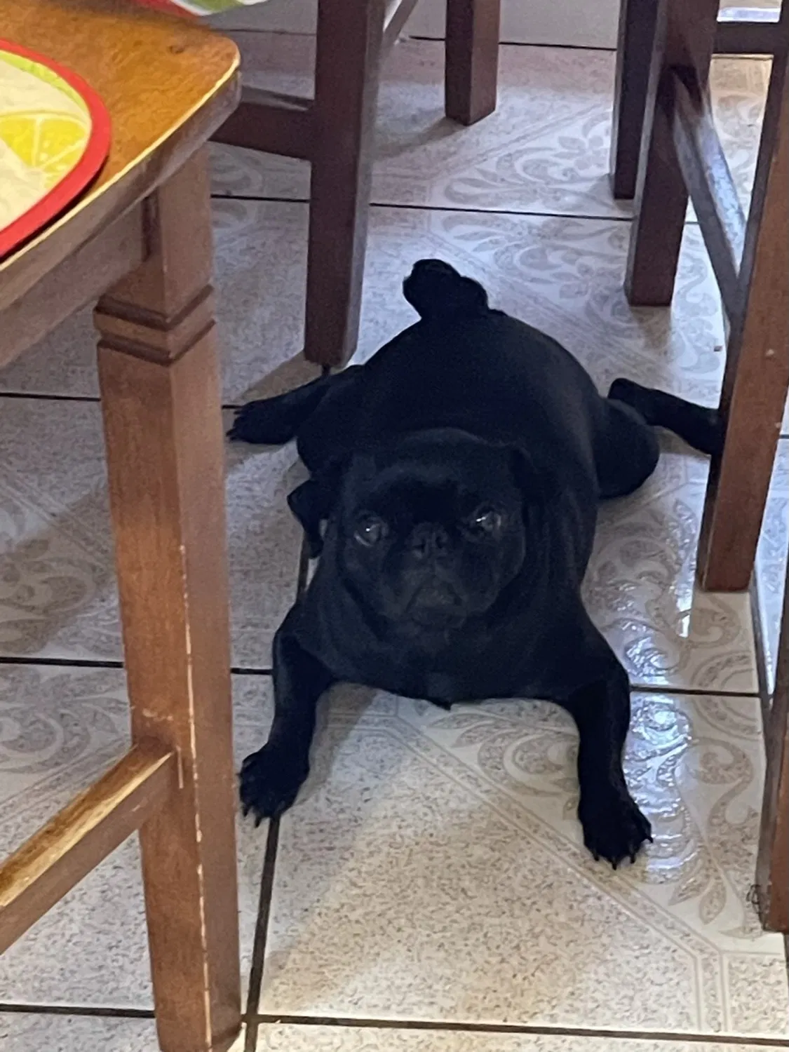 Lost dog in Brownsville, TX, 78521