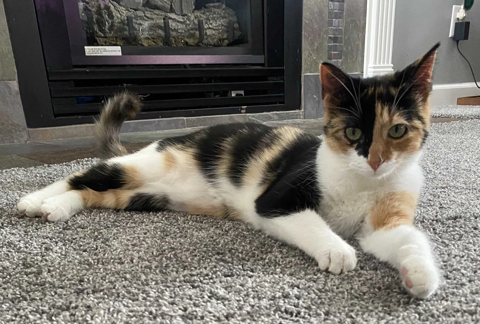 Lost cat in Holland, MI, 49424