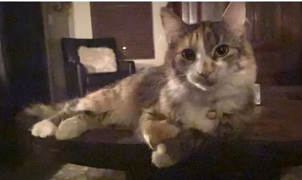 Lost cat in Avondale, AZ, 85392