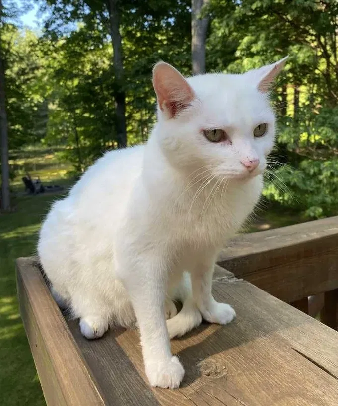 Lost cat in Holland, MI, 49424