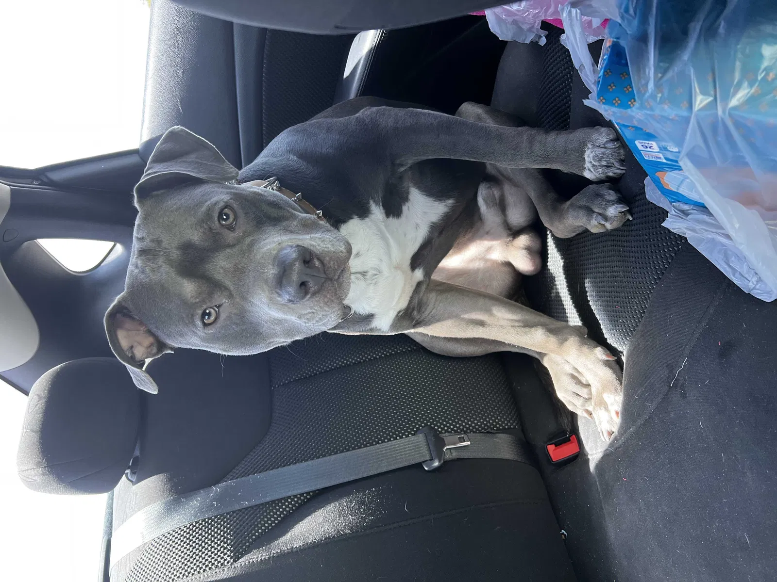 Lost dog in Dallas, TX, 75287