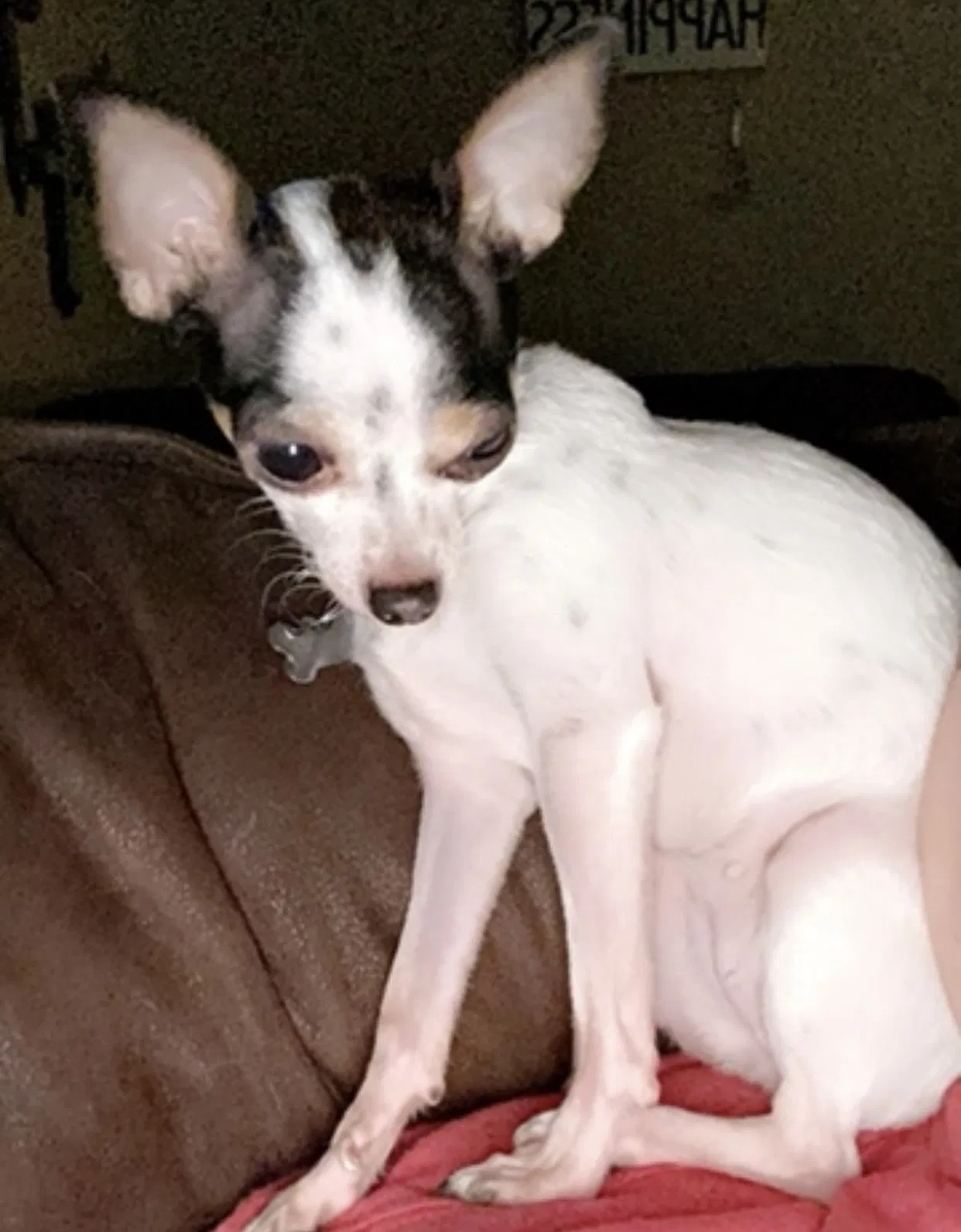 Lost dog in Baytown, TX, 77521