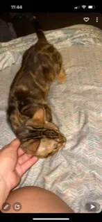 Lost cat in Cudahy, WI, 53110