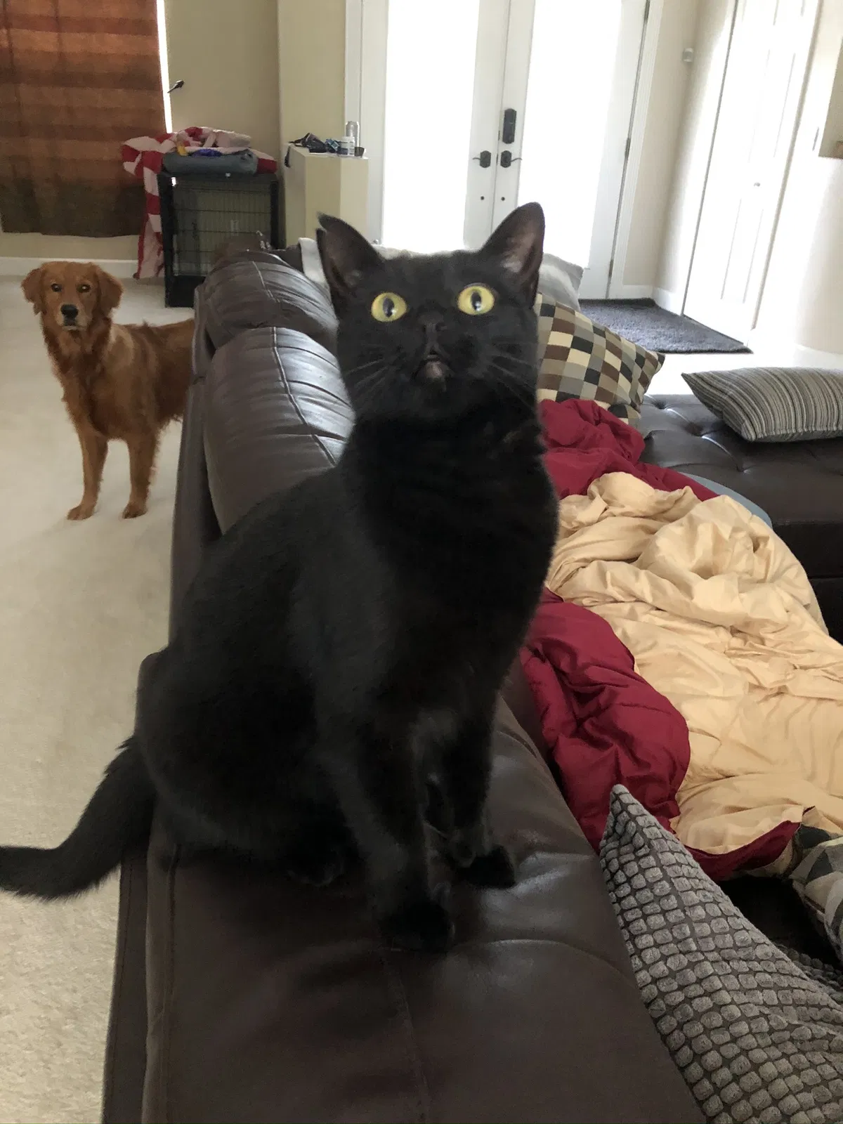 Lost cat in Eustis, FL, 32736