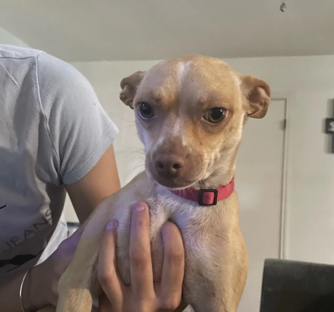 Lost dog in Austin, TX, 78705