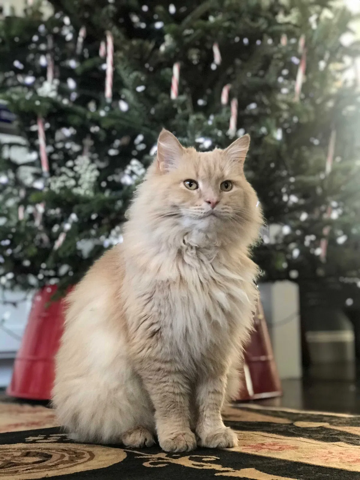 Lost cat in West Hollywood, CA, 90069