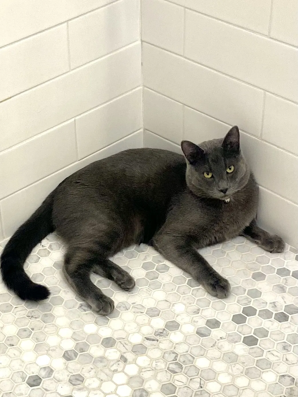 Lost cat in Vacaville, CA, 95687