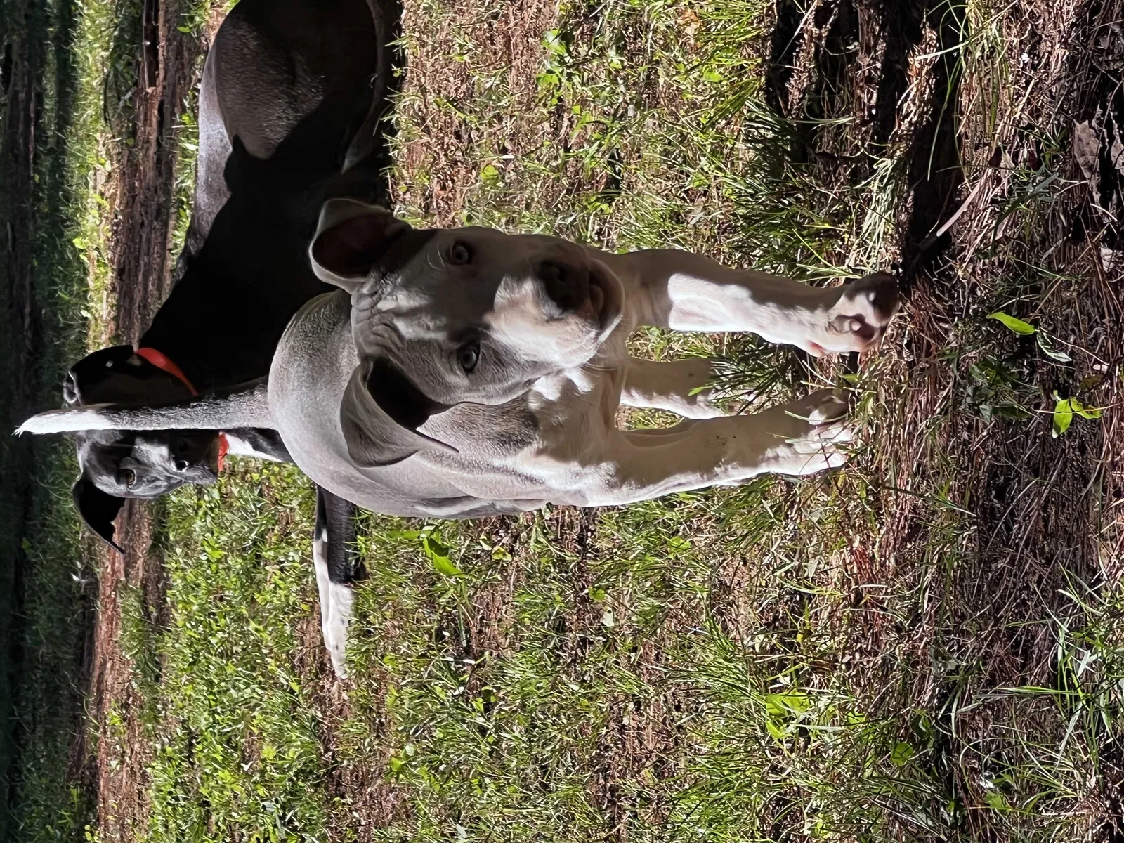 Lost dog in Shelbyville, TN, 37160