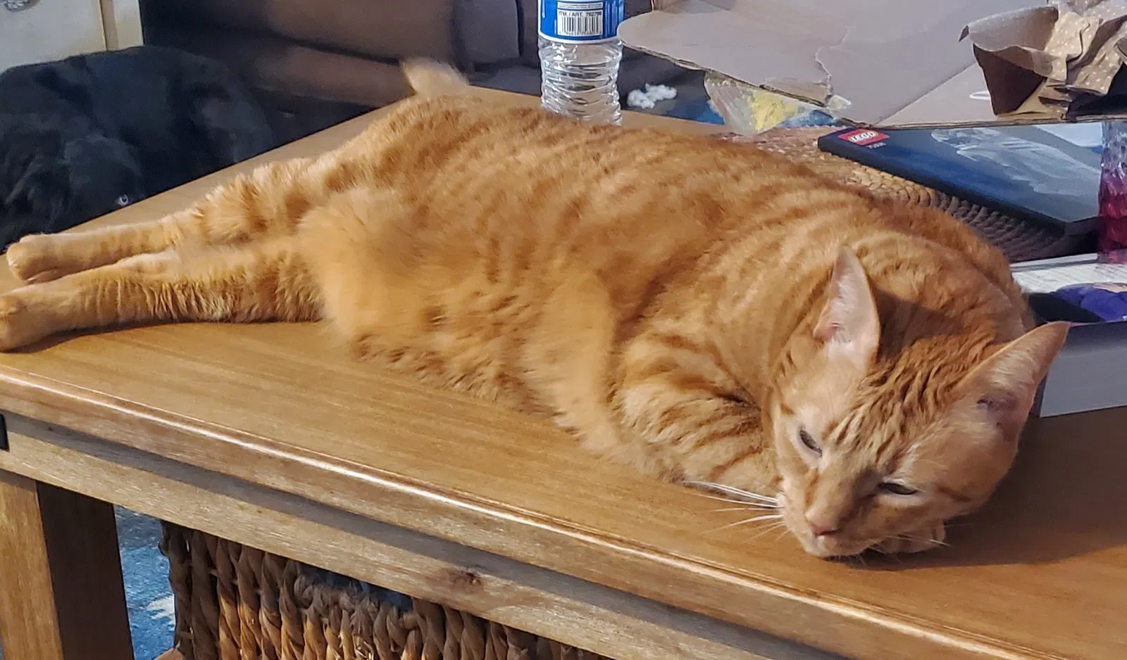 Lost cat in Mooresville, NC, 28117