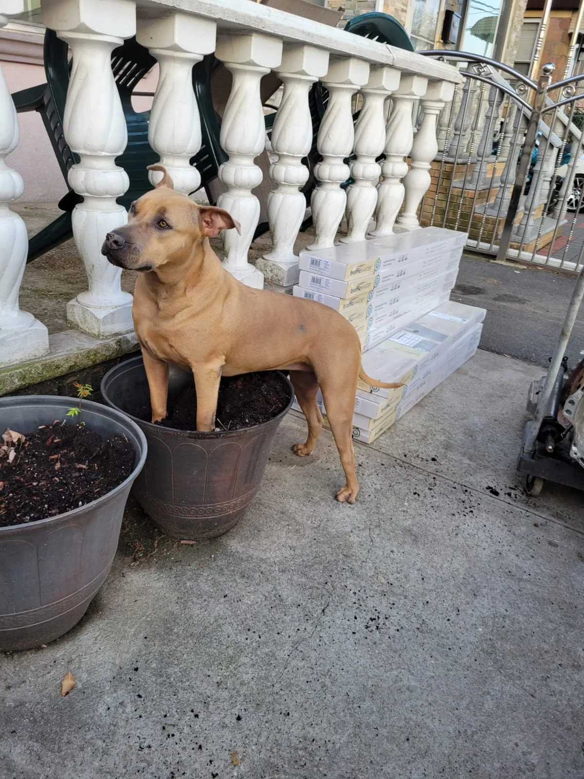Lost dog in South Richmond Hill, NY, 11419