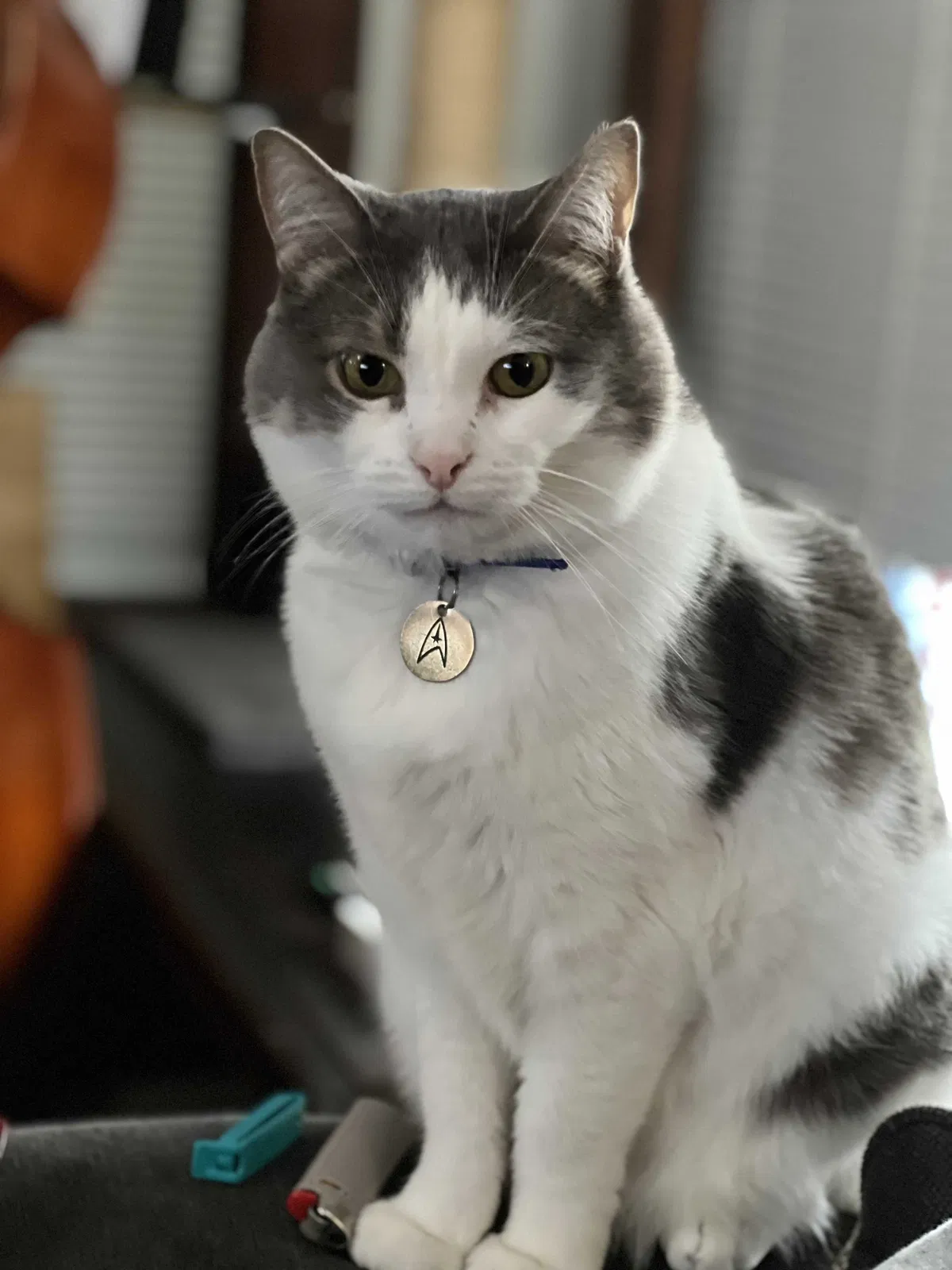 Lost cat in Minneapolis, MN, 55418
