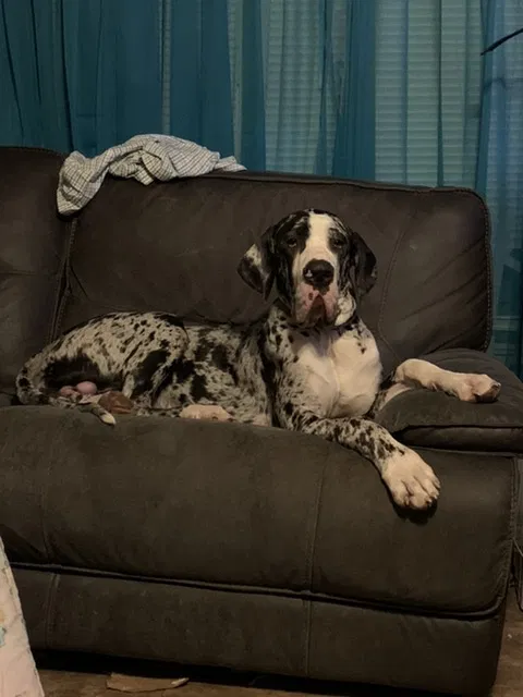 Lost dog in Dunn, NC, 28334