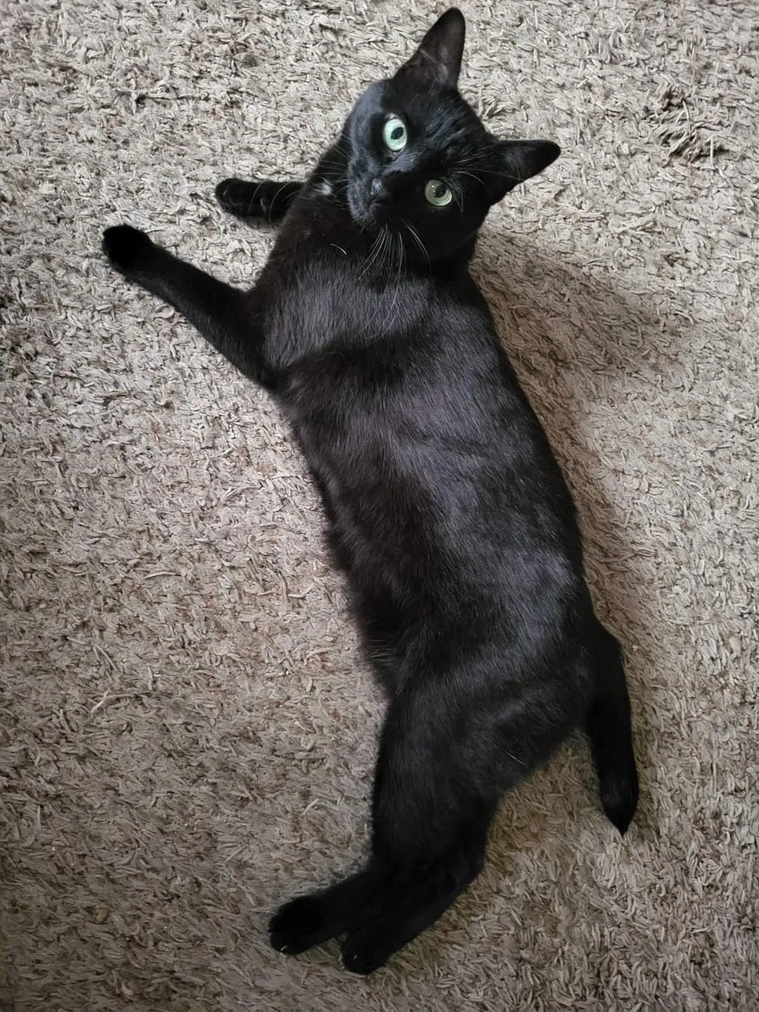 Lost cat in Tacoma, WA, 98404