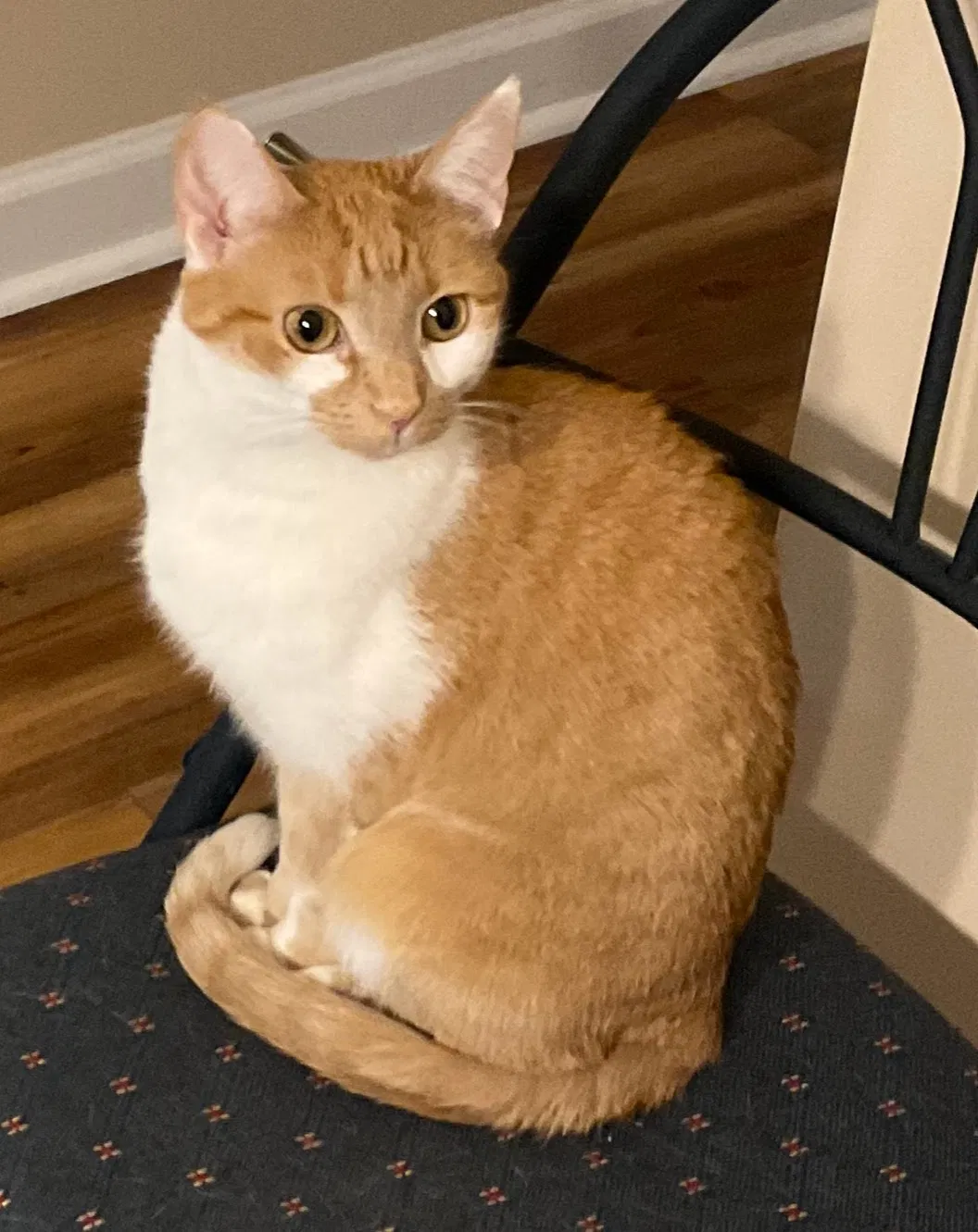 Lost cat in Charlotte, NC, 28269