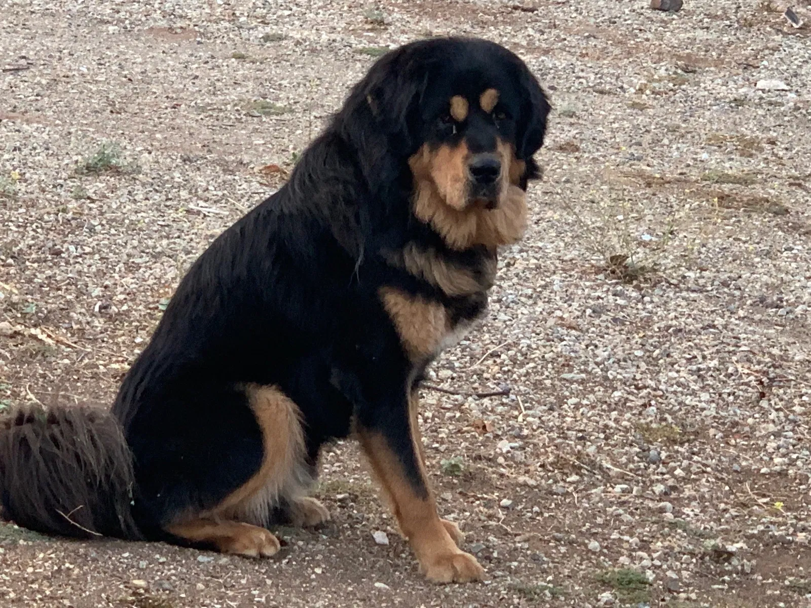 Lost dog in Acton, CA, 93510