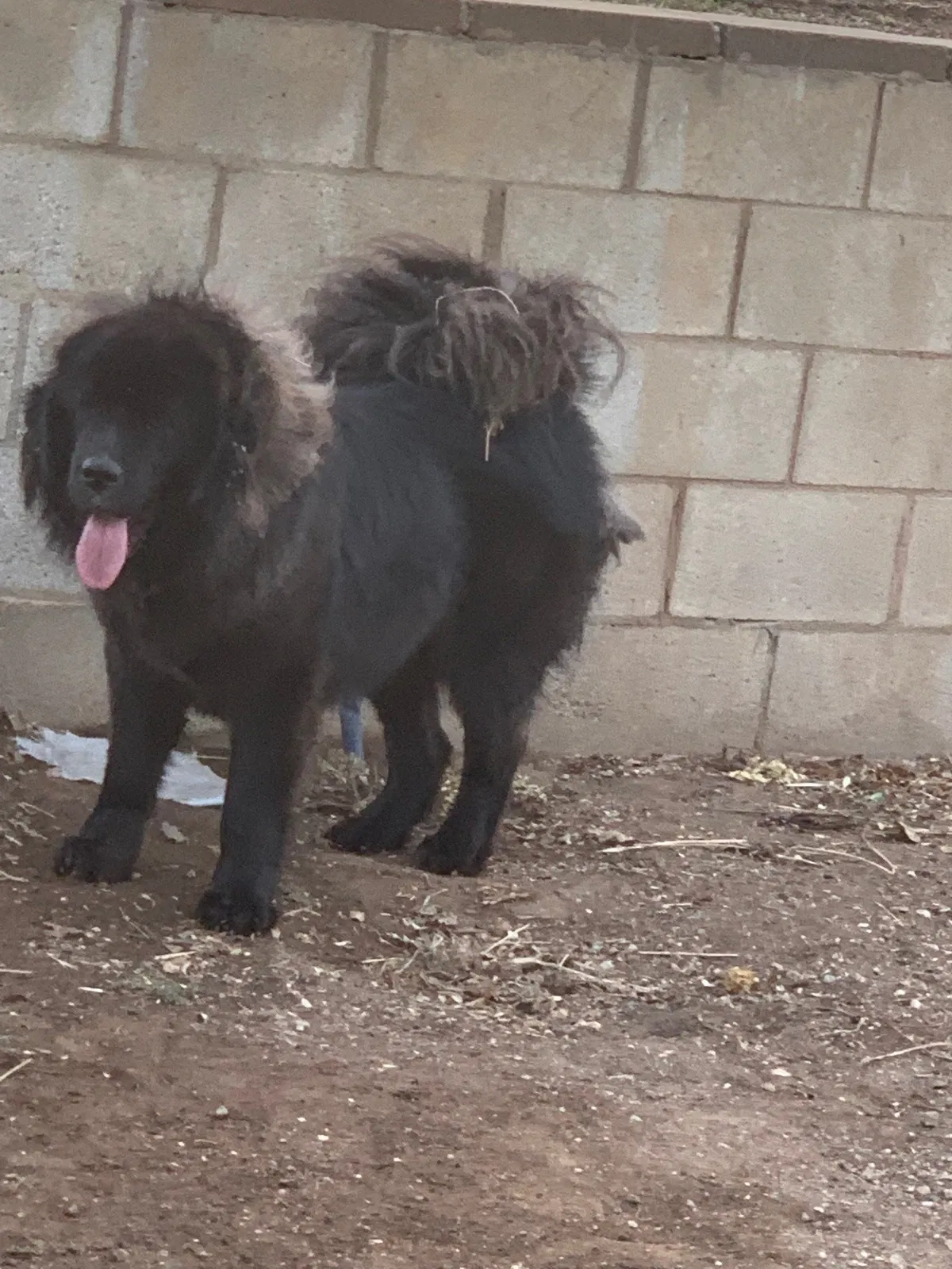 Lost dog in Acton, CA, 93510