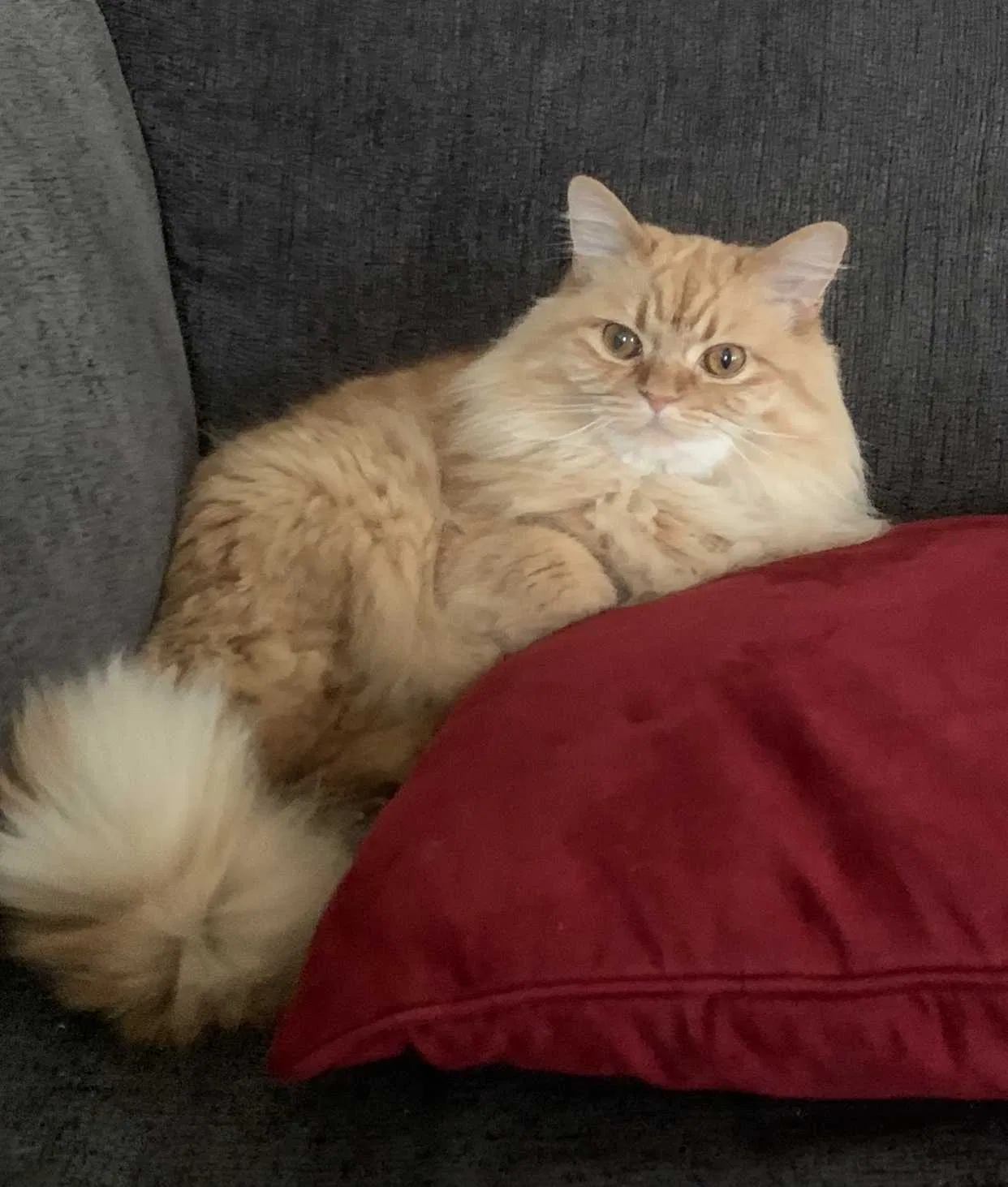 Lost cat in Lakeville, MN, 55044