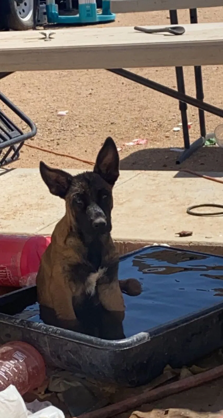 Lost dog in Victorville, CA, 92392