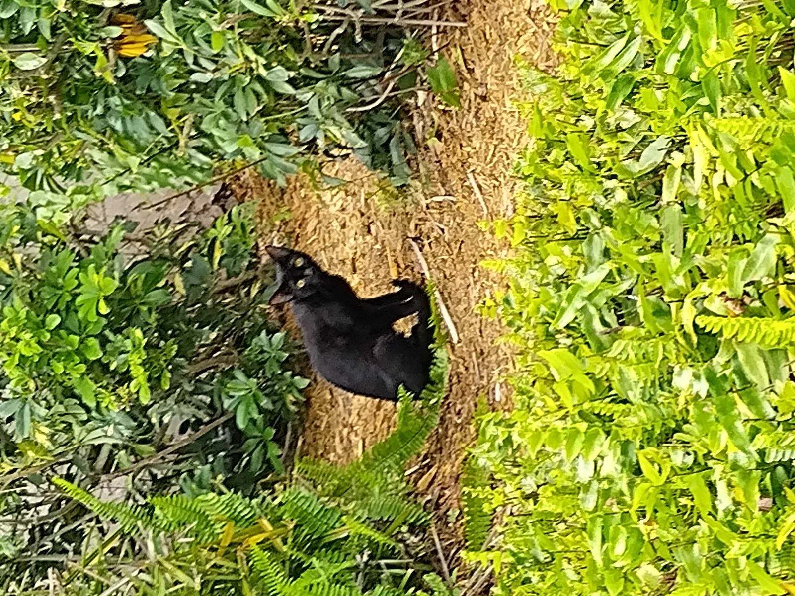 Lost cat in Deerfield Beach, FL, 33442