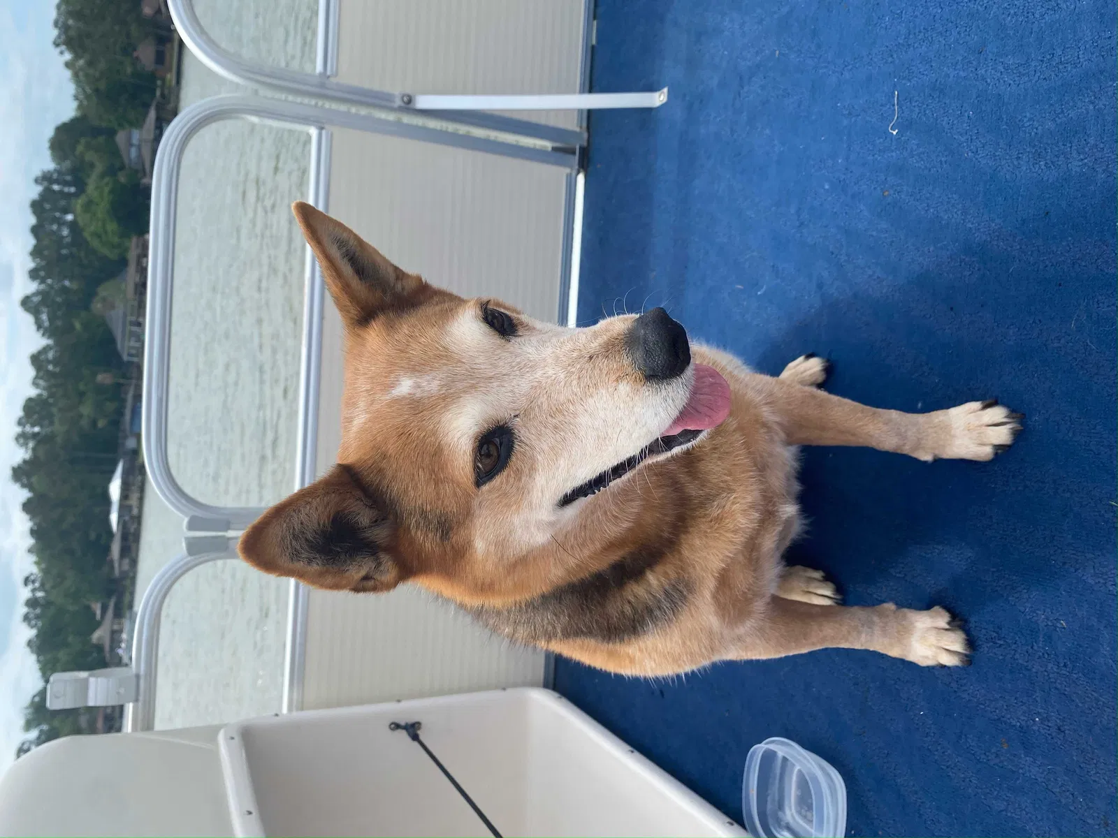 Lost dog in Pearland, TX, 77584