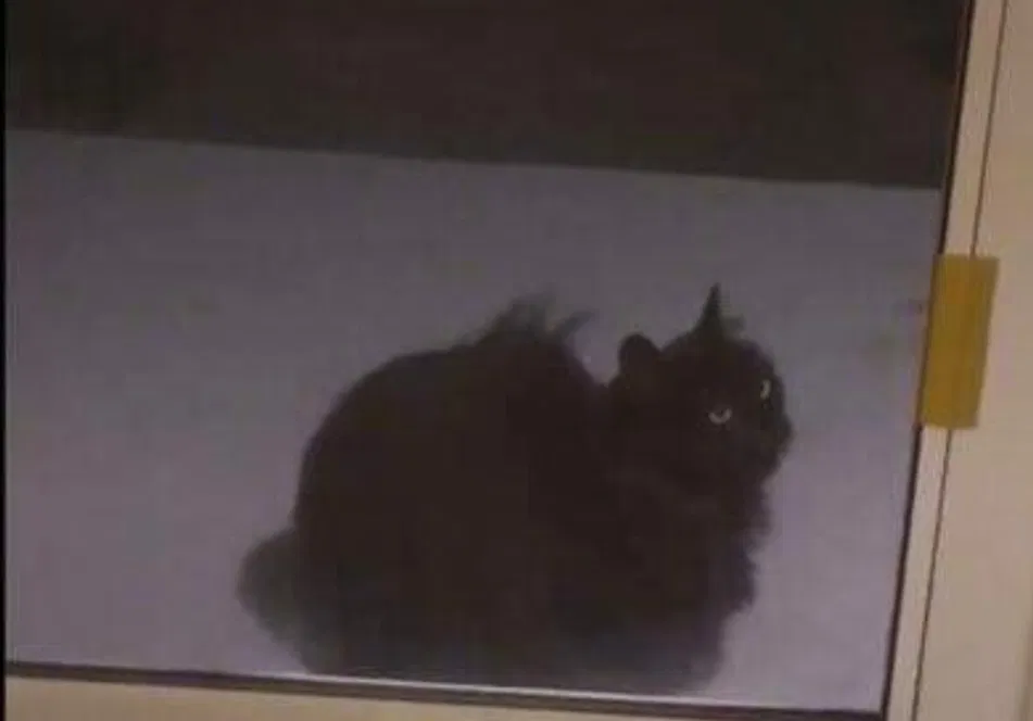 Lost cat in Sandwich, IL, 60548
