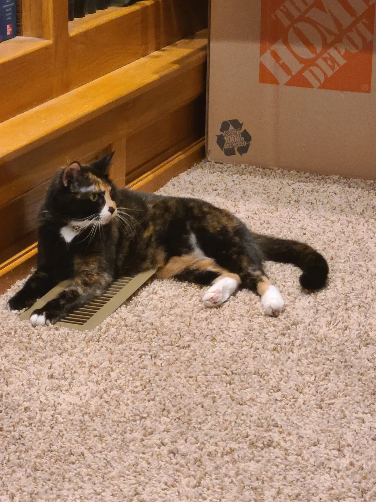 Lost cat in Wichita, KS, 67230