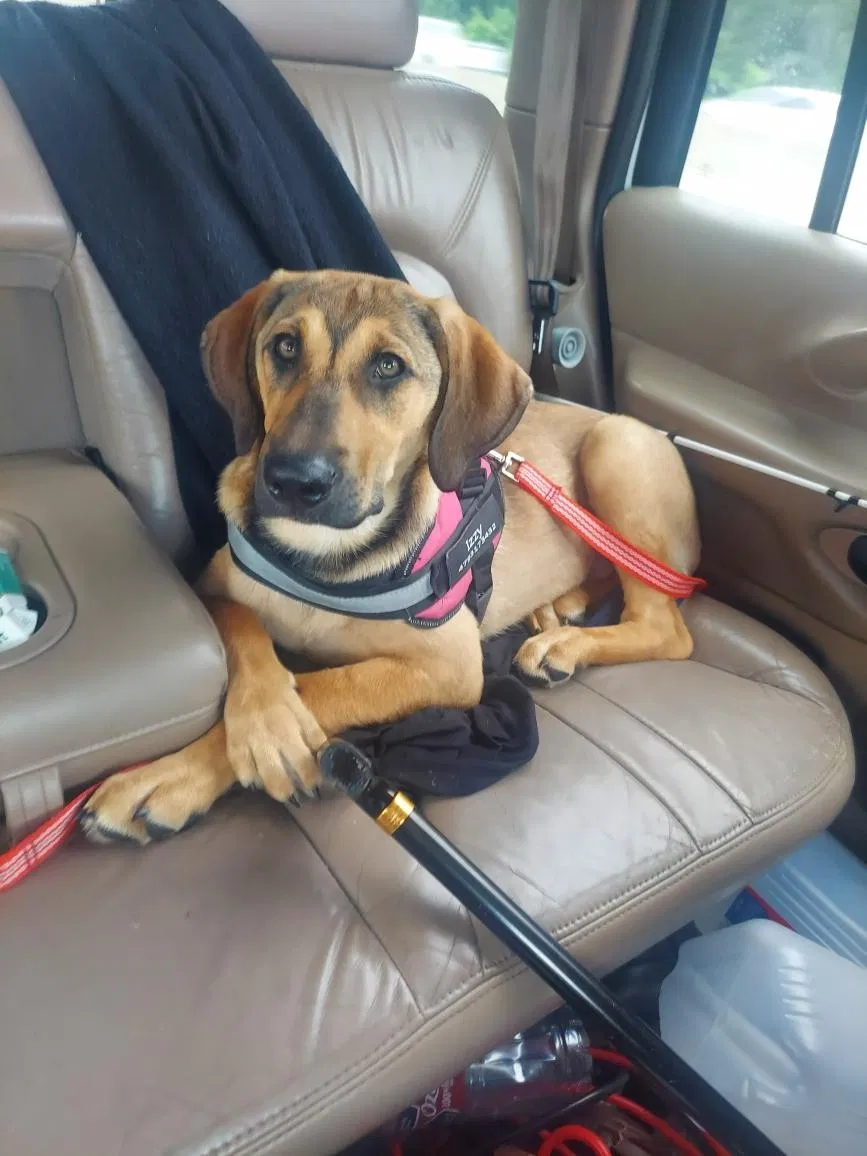 Lost dog in North Little Rock, AR, 72114