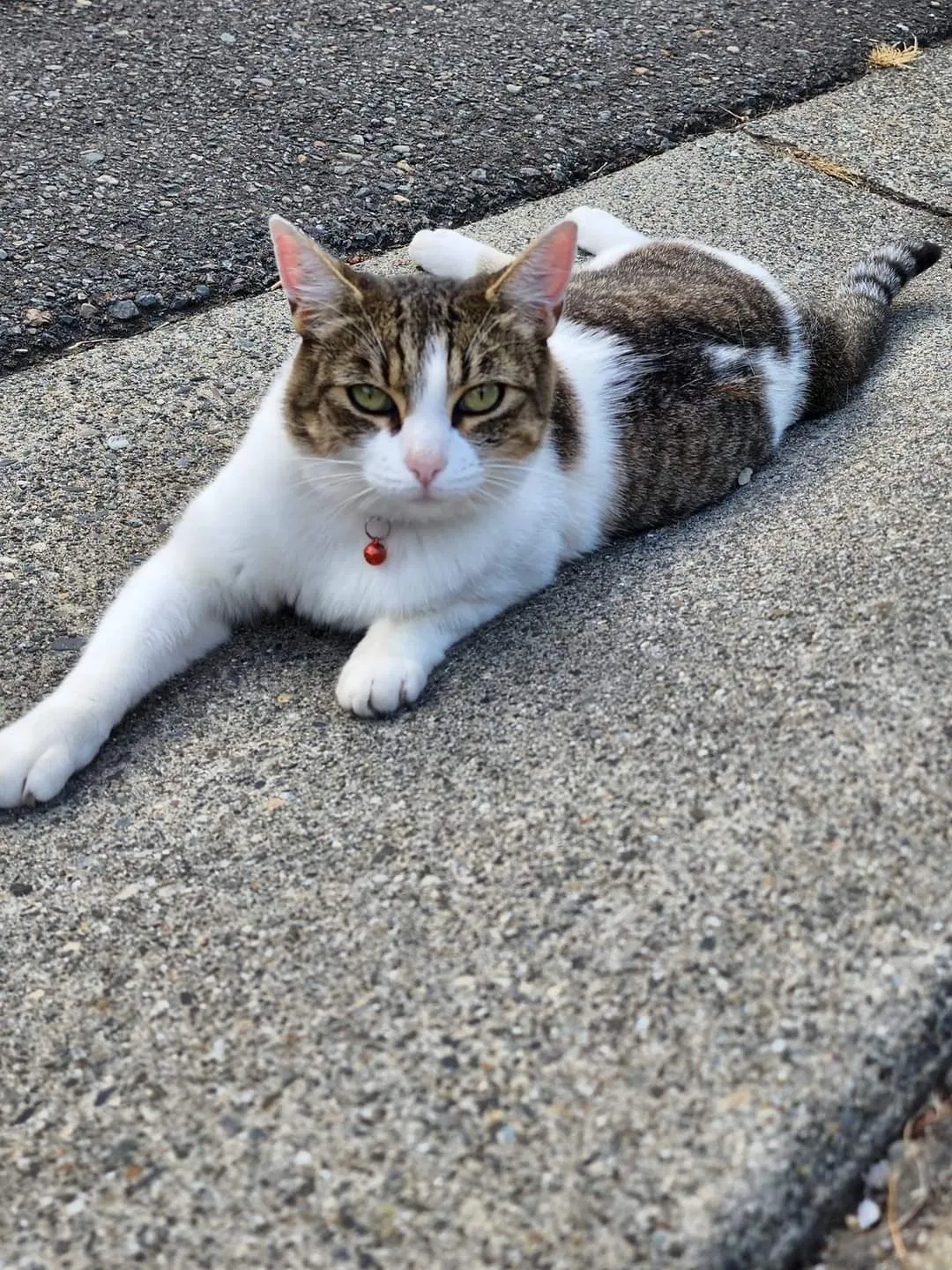 Lost cat in Everett, WA, 98208