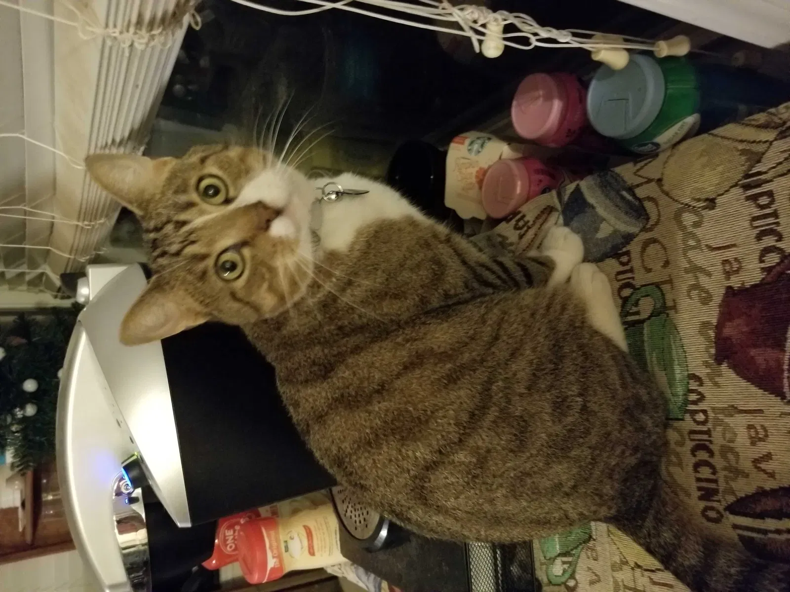 Lost cat in Murfreesboro, TN, 37128