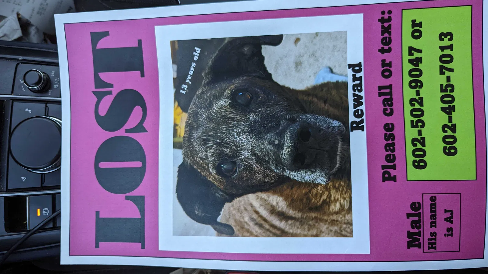 Lost dog in Mesa, AZ, 85204