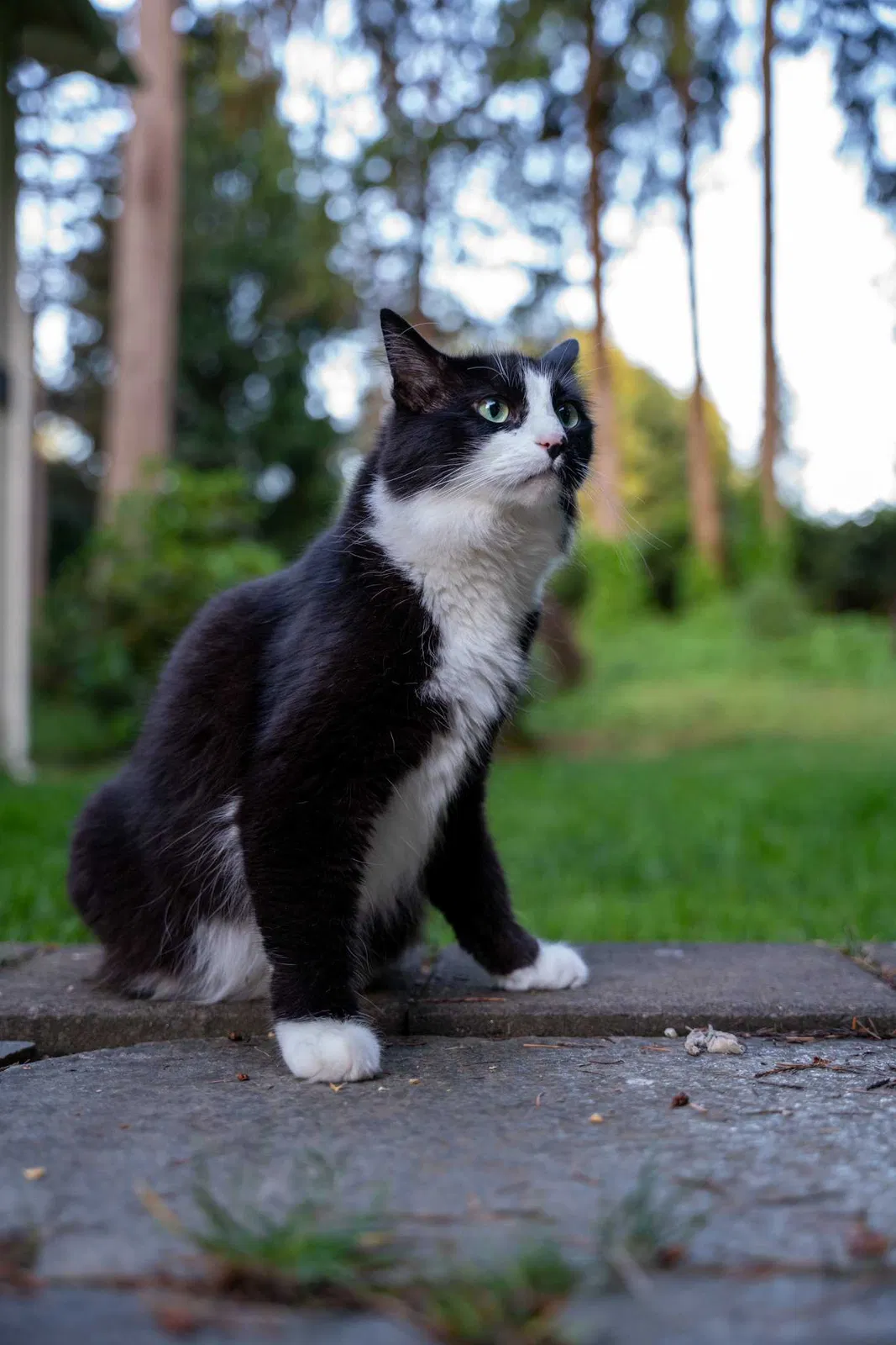 Lost cat in Olympia, WA, 98512