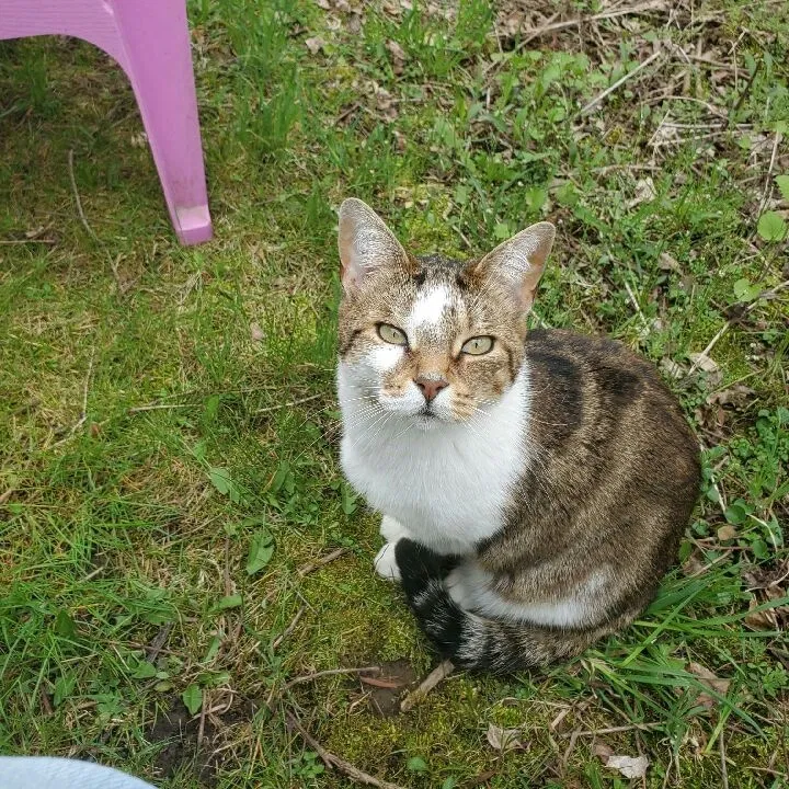 Lost cat in Caledonia, NY, 14423