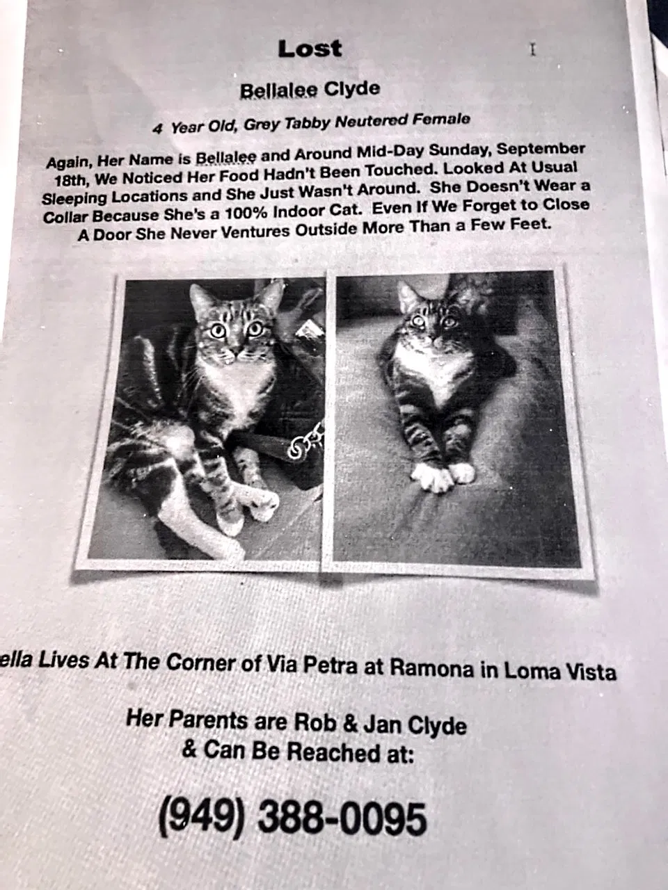 Lost cat in San Juan Capistrano, CA, 92675